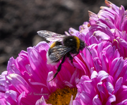 Мохнатый шмель