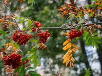 Гроздья рябины