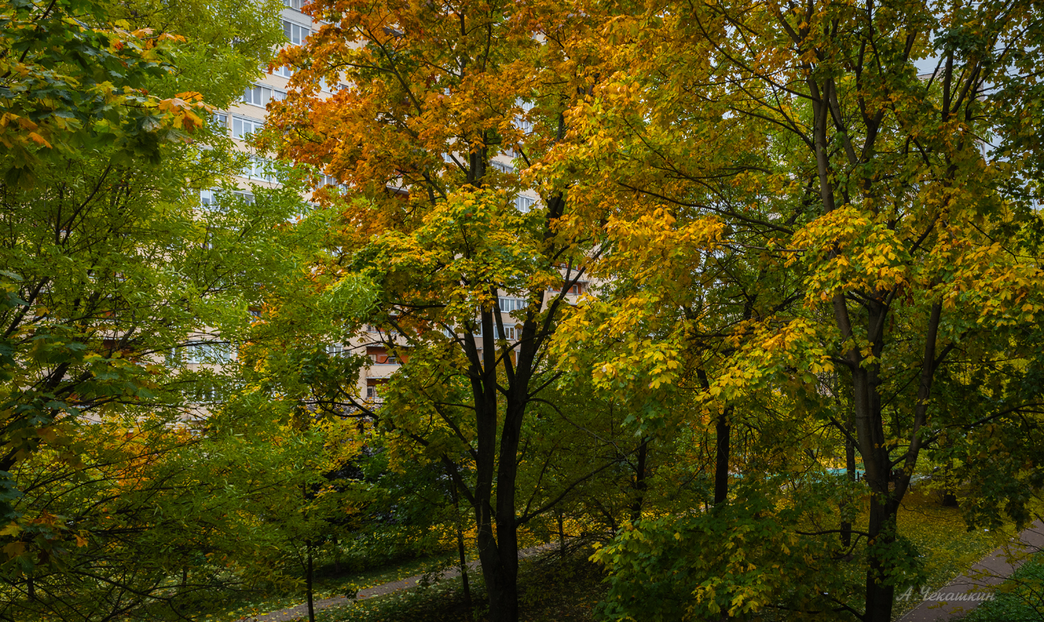 Выглянул в окно