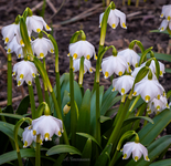 Белоцветник весенний