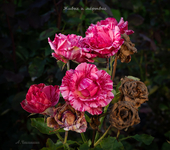 Живые и мёртвые