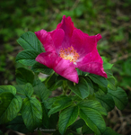 Цветок шиповника