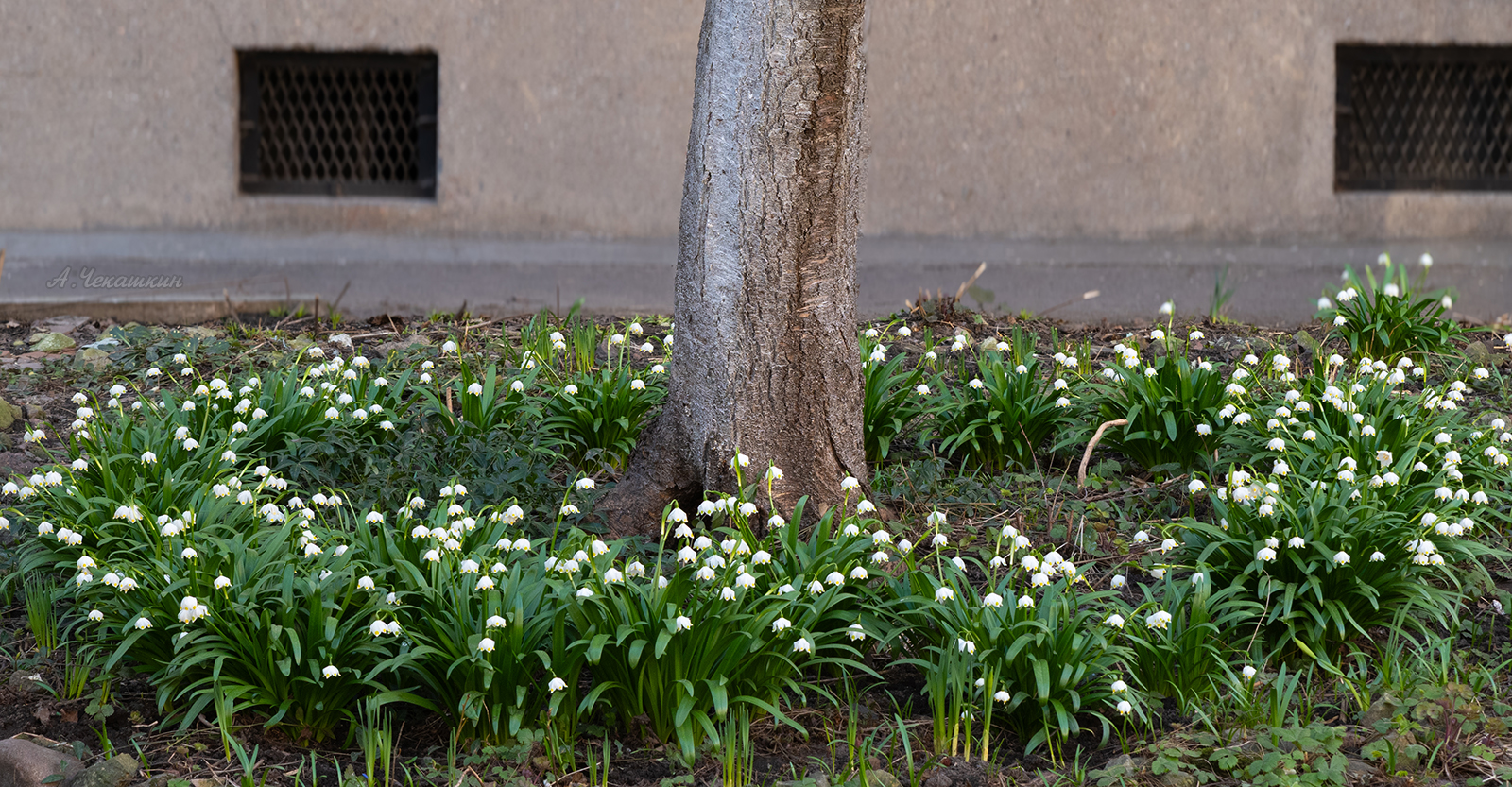 Цветы у дома моего
