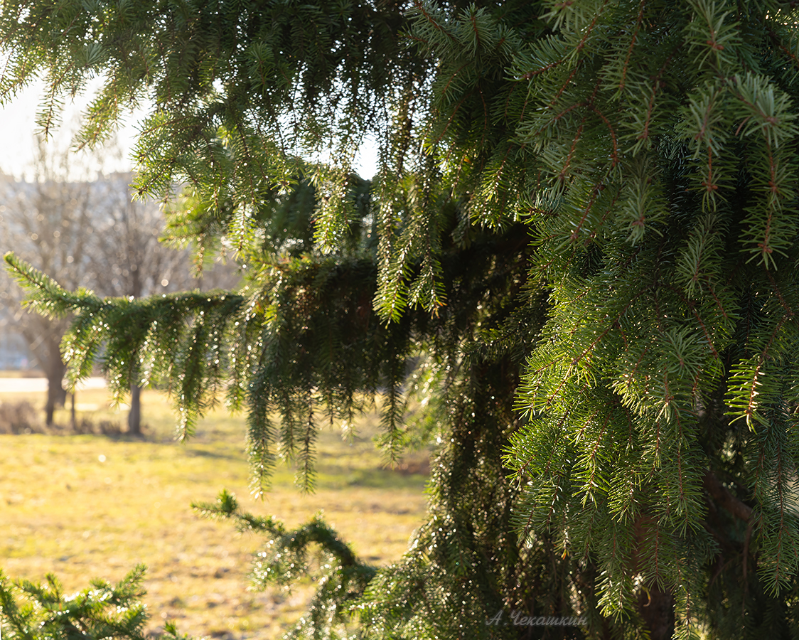 В лучах весеннего солнца
